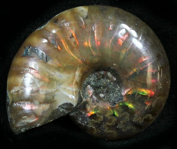 Flashy Red Iridescent Ammonite - Wide #25494